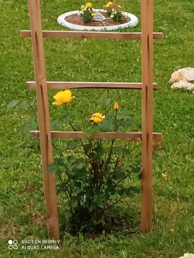 Yellow Rose ราโควิซา ภายนอก รูปภาพ