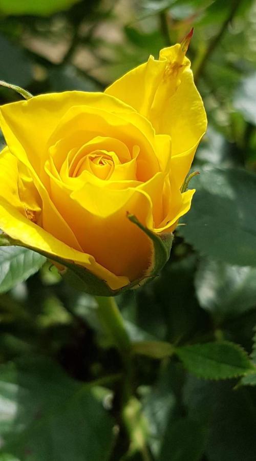 Yellow Rose ราโควิซา ภายนอก รูปภาพ